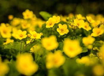 Close-up of yellow flowers blooming in field