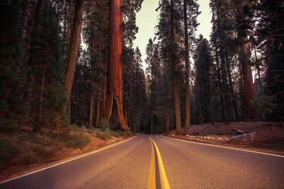 Road amidst trees in forest against sky