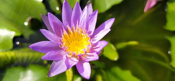 Close-up of purple flowering plant