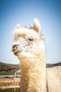Close-up of a horse against clear sky