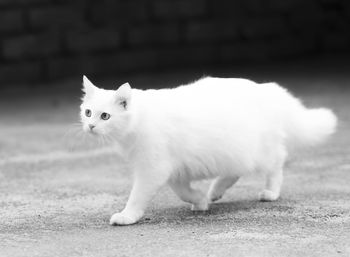 Close-up of a cat