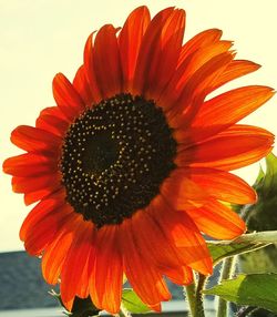 Close-up of sunflower blooming outdoors