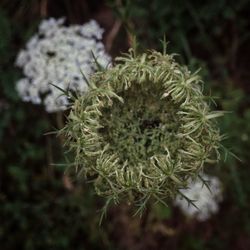 Close-up of thistle