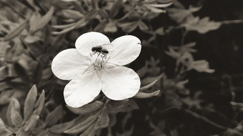 Close-up of white flower blooming outdoors