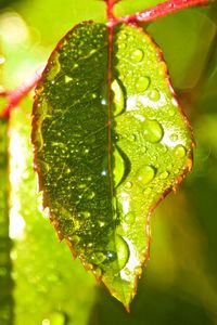 Close-up of wet leaf on tree