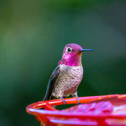Close up of an anna's hummingbird on a feeder.