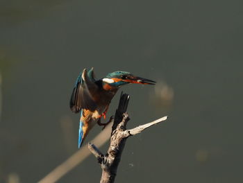 Close-up of bird perching on a branch