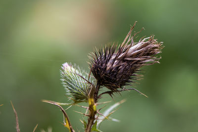 Close-up of thistle on plant