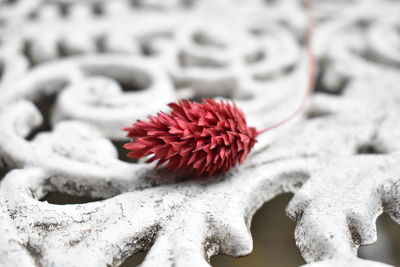 Close-up of red flower in snow