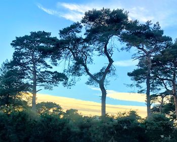 Trees on field against sky