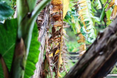 Close-up of tree trunk