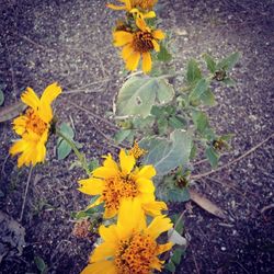 Close-up of yellow flowers