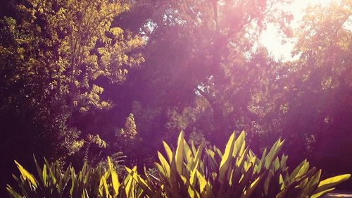 Plants growing on tree