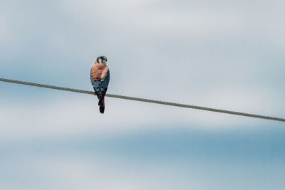 Low angle view of american kestrel perching against sky