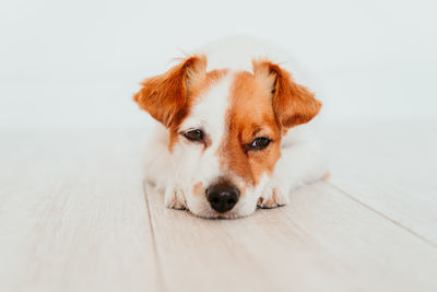 Close-up portrait of dog on floor