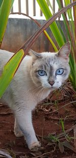 Portrait of cat by plant outdoors