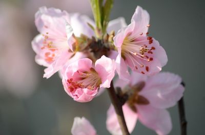 Close-up of pink cherry blossoms