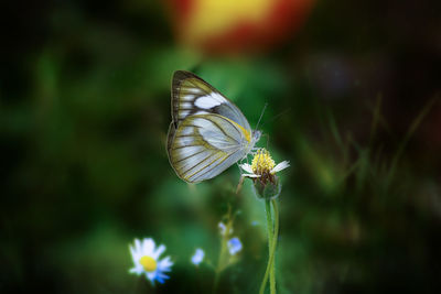 Close-up of butterfly pollinating on flower