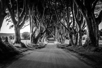 Empty road along trees