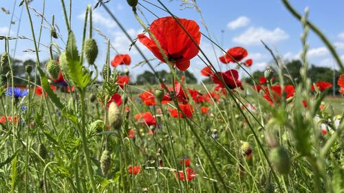 Close-up of red poppy flowers on field