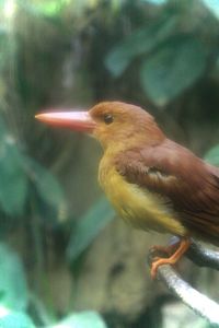 Close-up of bird perching outdoors