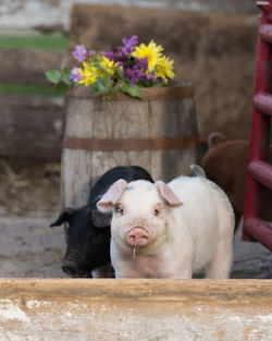 Pigs standing on in pen