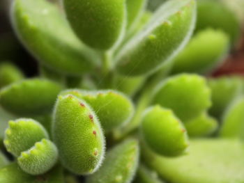 Close-up of succulent plant