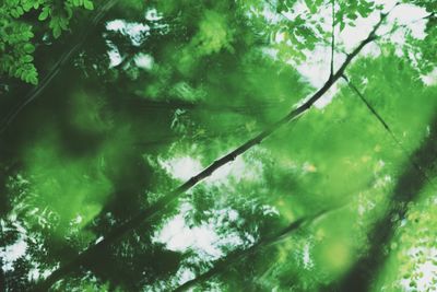 Low angle view of trees