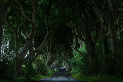 Trees growing in forest