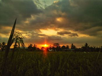 Plants growing on field against sky during sunset