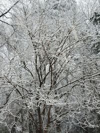 Bare trees during winter