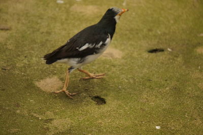 Side view of a bird on field