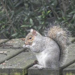 Close-up of squirrel sitting on plant