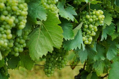 Close-up of grapes in vineyard