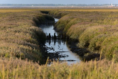 wetland