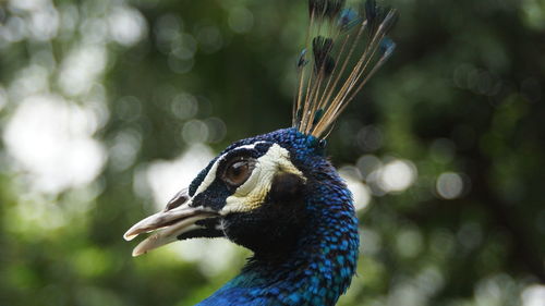 Close-up of a peacock