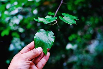 Close-up of hand holding leaves