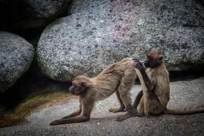 Side view of monkeys against rocks