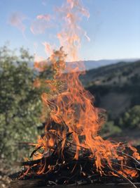 Close-up of bonfire on plant against sky