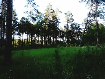 Trees on grassy field