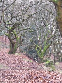 Close-up of tree