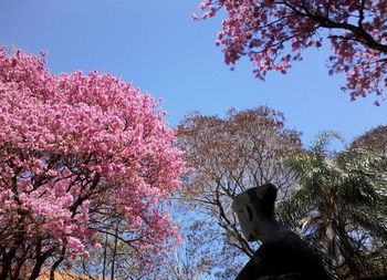 Low angle view of pink flowering tree against sky