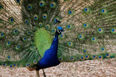 Close-up of peacock