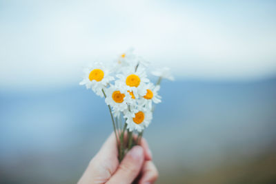 Cropped image of hand holding flowers