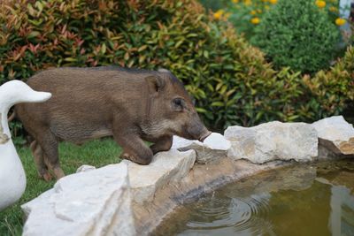 View of lion drinking water from rock