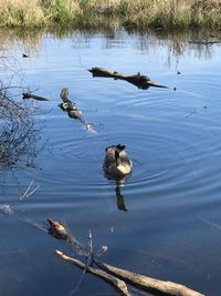 High angle view of ducks swimming on lake