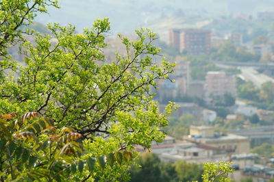 Close-up of flowering plant against trees