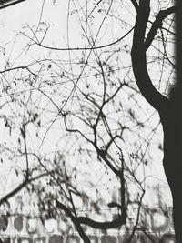 Bare trees against sky