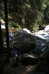 Stream flowing through rocks in forest