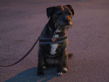 Dog looking away